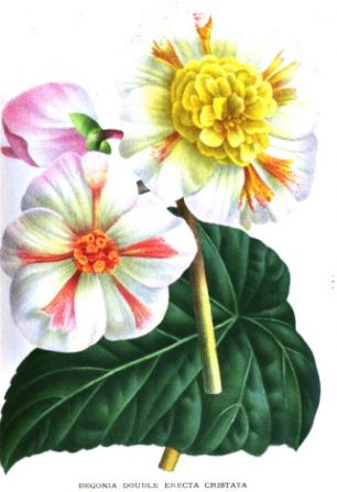B. ‘Erecta Cristata Double’